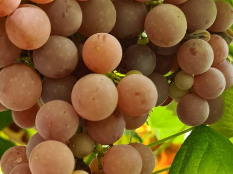 Vinplante Vitis Einset i 5 L potte til havebrug.