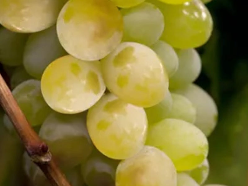 Vinplante Vitis Himrod i 5 L potte til haven.