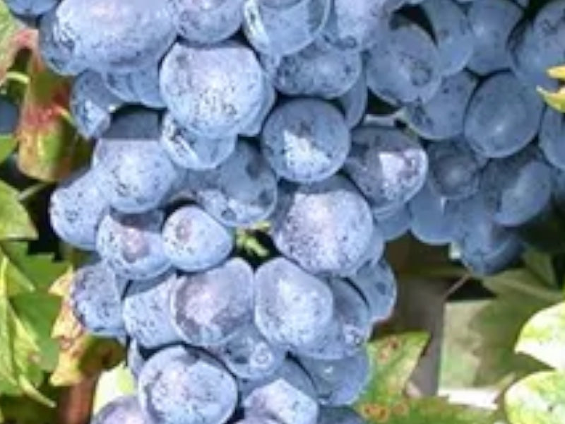 Vinplante Vitis Nero i 5 L potte til haven.