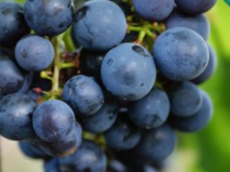 Vinplante, Vitis Schuyler - 5 L Potte til vindruer i haven.
