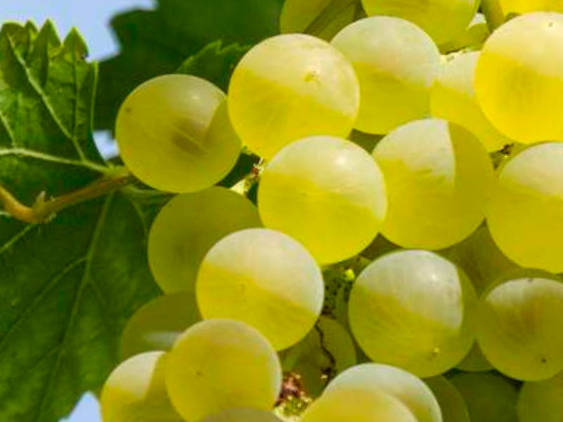 Vinplante, Vitis Sukribe 5 L, dyrk vindruer i haven