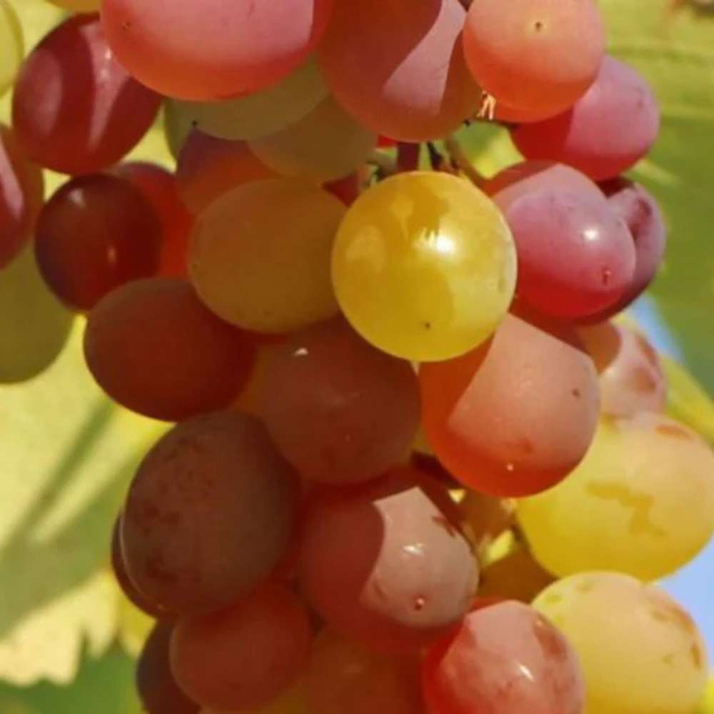 Vinplante Vitis Vanessa i 5 L potte til haven.