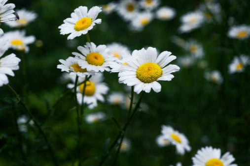 margueritter