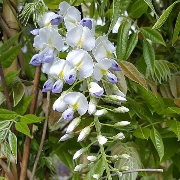 Japansk Blåregn, Wisteria Flor. ´Longissima Alba´