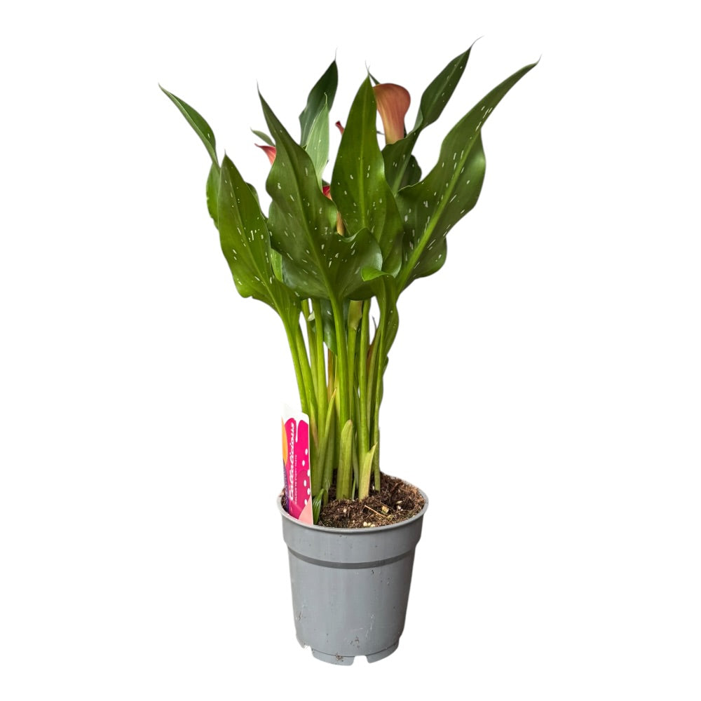 Kalla, Zantedeschia ´Orange´ - 12 cm potte