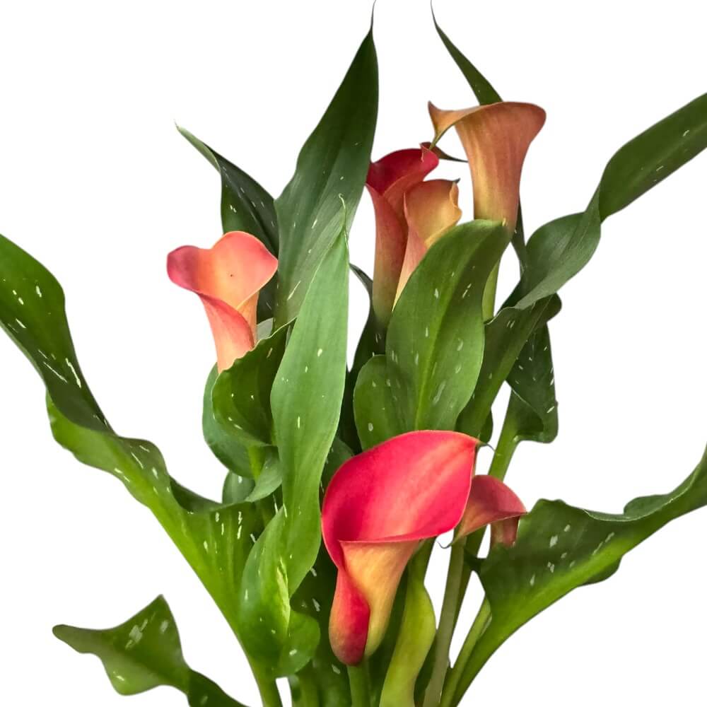 Kalla, Zantedeschia ´Orange´ - 12 cm potte