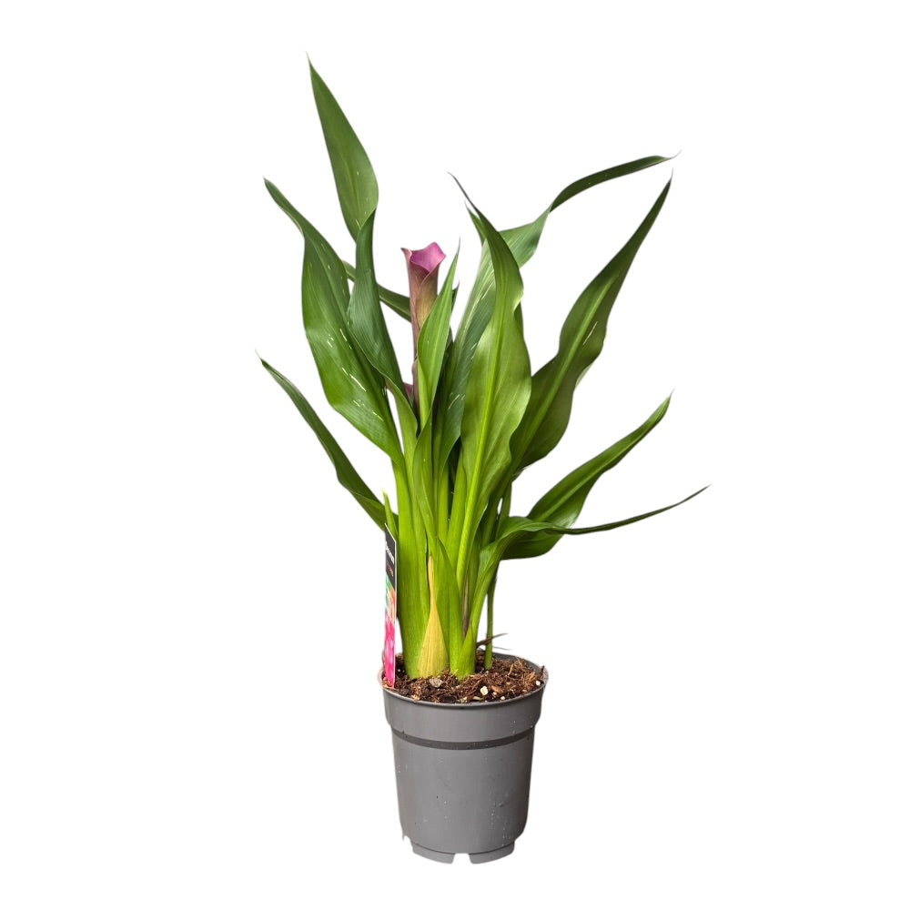 Kalla, Zantedeschia Violet - 12 cm potte