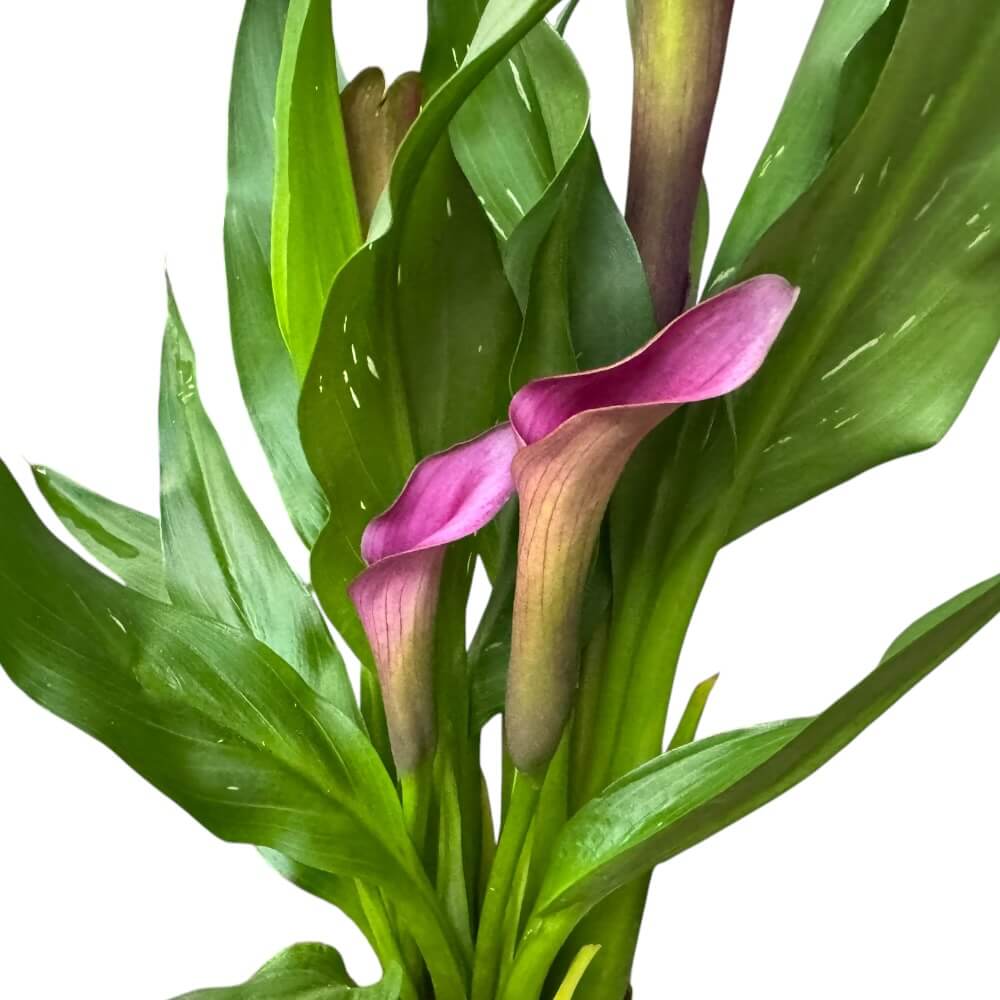 Kalla, Zantedeschia Violet - 12 cm potte