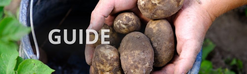 Bedste læggekartofler til haven – vores anbefalinger til et stort udbytte