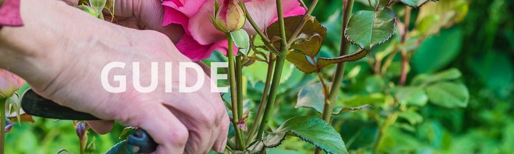 Beskæring af roser - sådan får du smukke og sunde roser i haven