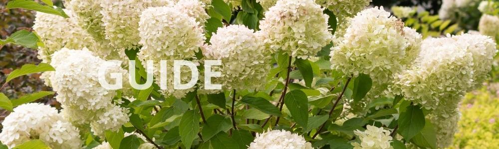 Guide: Hvilken hortensia skal jeg vælge?