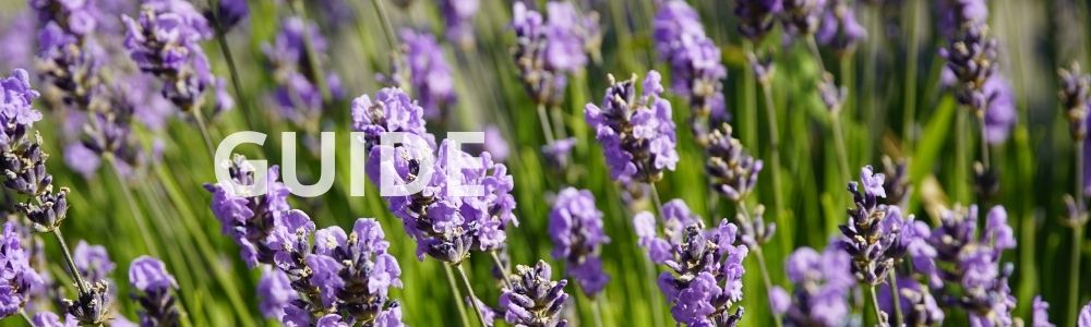 Guide: Kan man plante stauder i krukker?