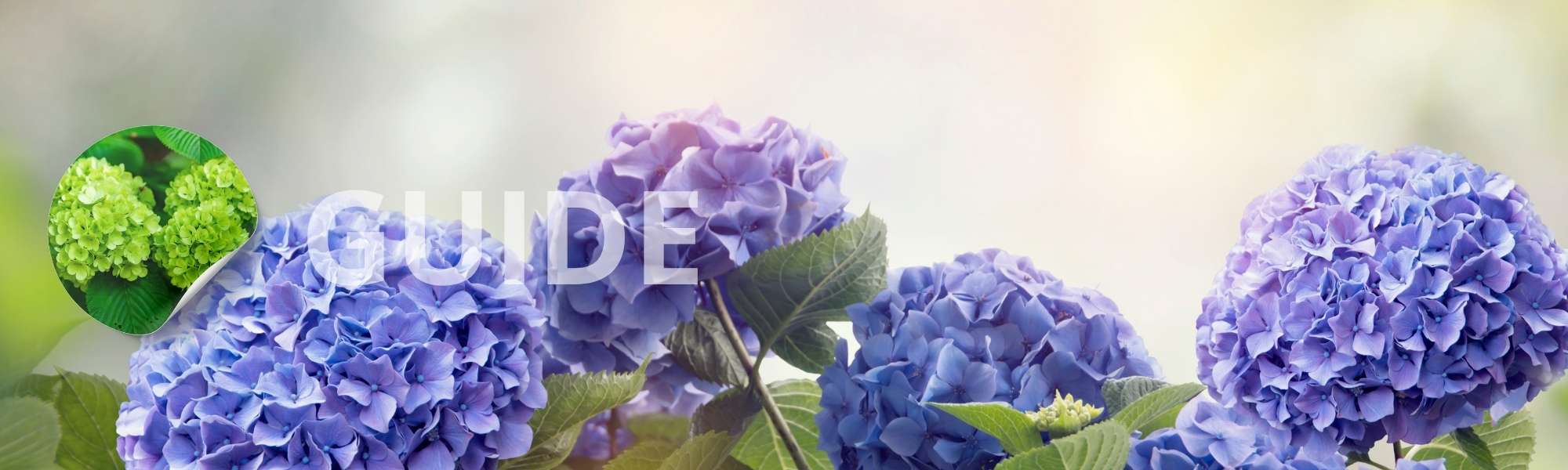 Bliv klogere på hortensia