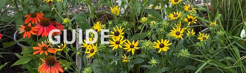 Guide: Hvad er stauder?