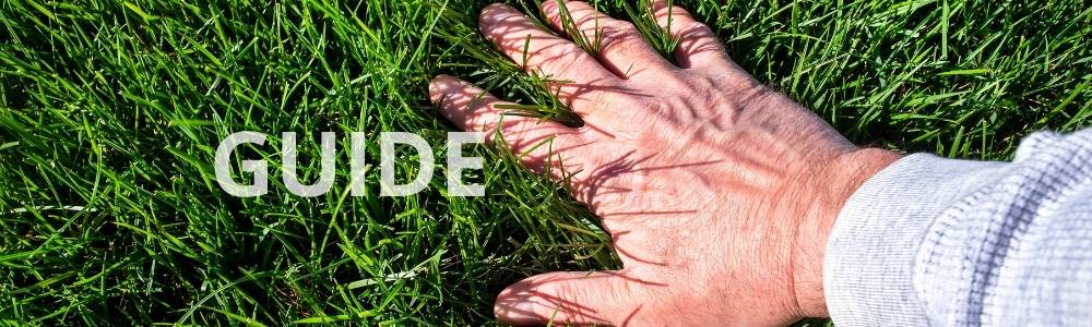 Hvordan plejer man en græsplæne? - guide