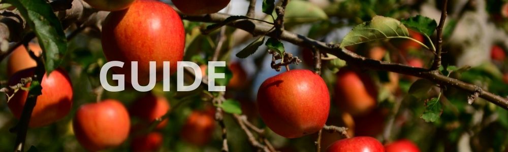 Hvornår er det bedst at plante frugttræer