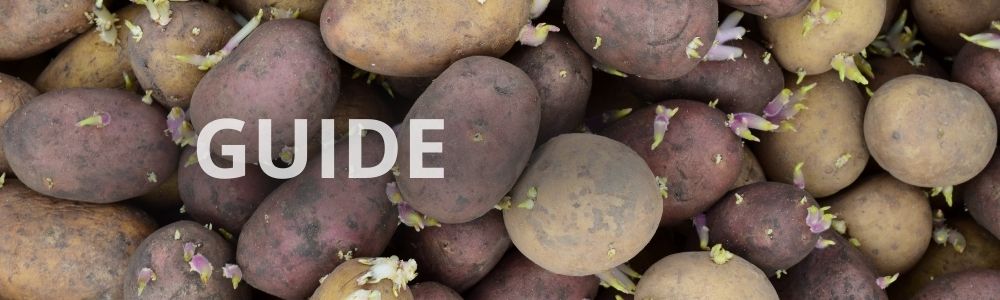 Læggekartofler sorter – sådan vælger du de rette læggekartofler