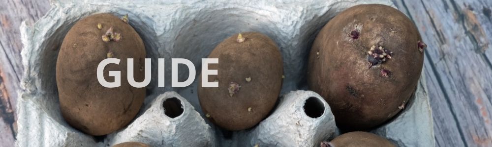 Læggekartofler til spiring: Sådan får du en tidlig og sund kartoffelhøst