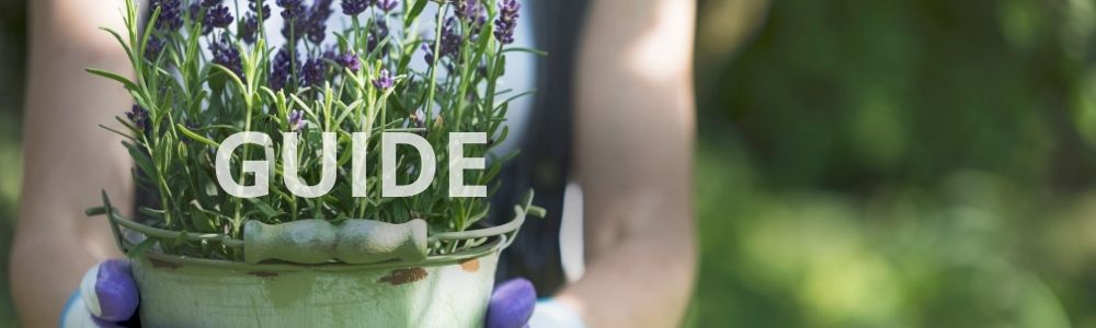 Pasning af lavendel i potte - guide