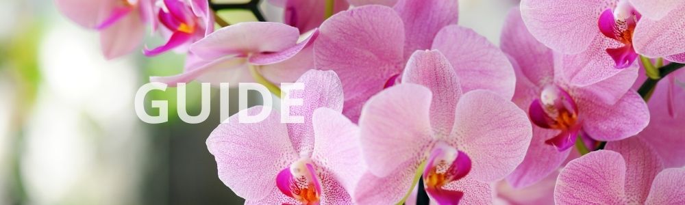 Pasning af orkidéer efter blomstring - guide