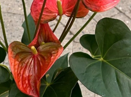 Anthurium stueplanten, også kaldt fattigmands orkide - fra Hobby Haven