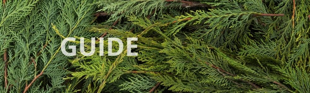Inspirationsguide til planter, der er grønne hele året