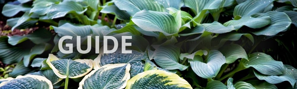 Stauder til skygge - guide