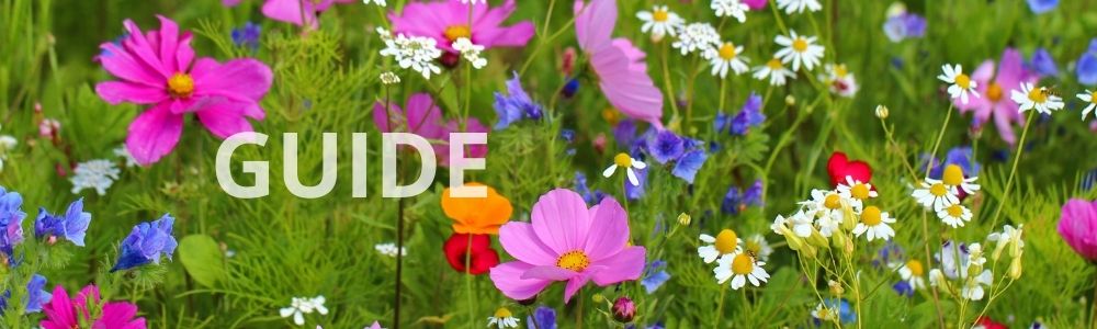 Vild med vilje frø flerårig - guide
