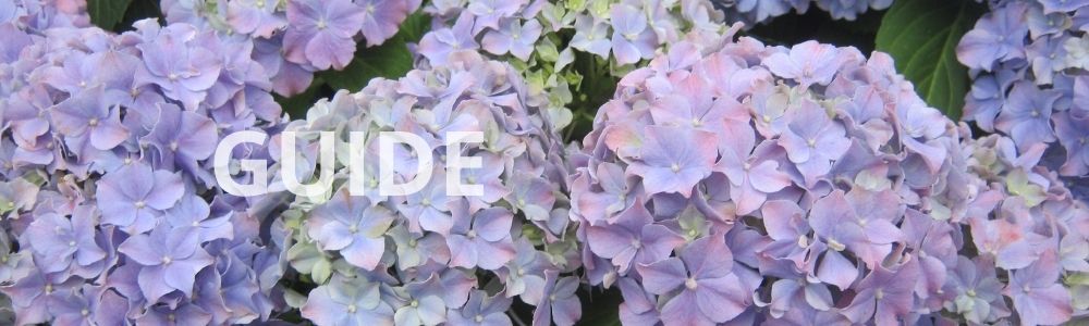 Beskæring af hortensia i krukke, så den blomstrer smukt