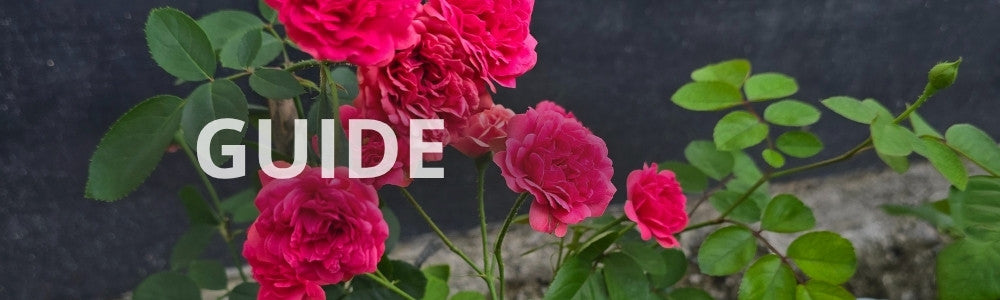 Plant roser i krukke