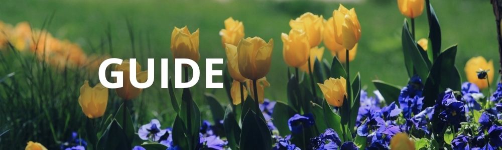 Blomsterløg til efteråret - din komplette guide