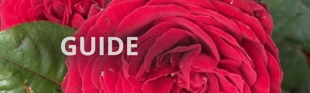 Buketroser plantning – din guide til et flot rosenbed