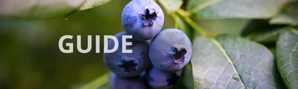 Guide til gødning af blåbær i haven