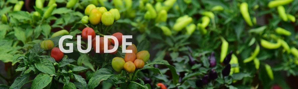 Guide: gødning af chiliplanter