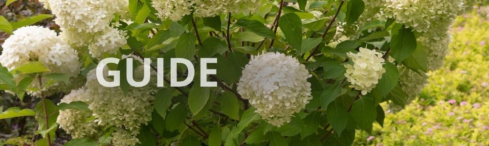 Guide til gødning af hortensia i krukker