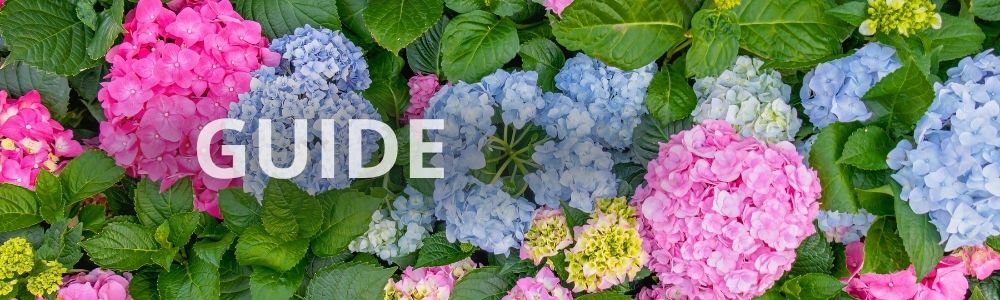 Guide: gødning af hortensia