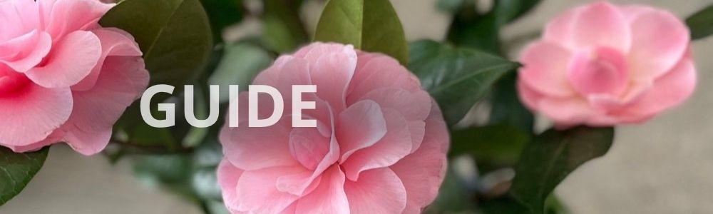Guide til gødning af kamelia