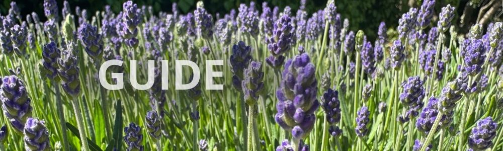 Guide til gødning af lavendel 