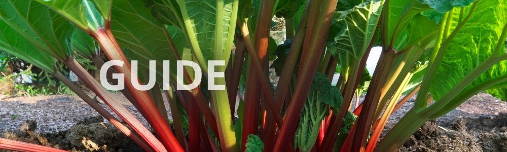 Guide: gødning af rabarber