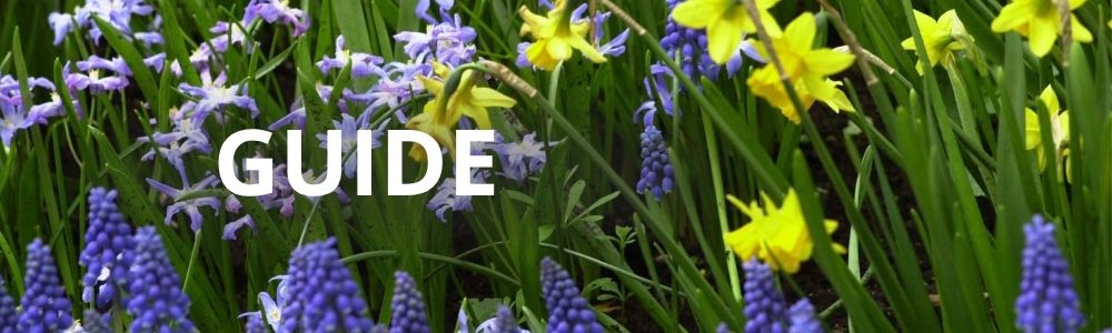 Køb blomsterløg - guide til at vælge de rette blomsterløg