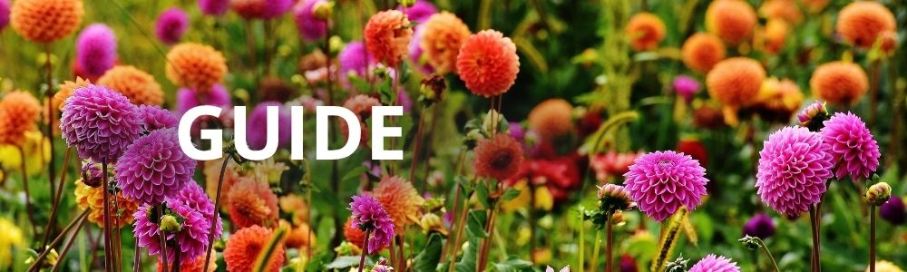 Guide til at plante dahlia