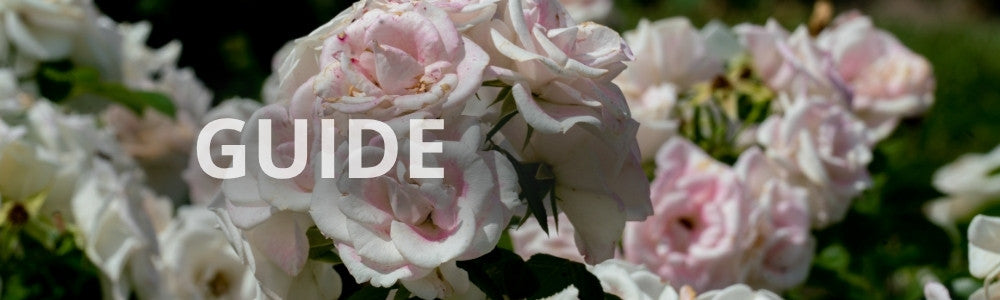 Roser som bunddække – en praktisk guide til bunddækkende roser