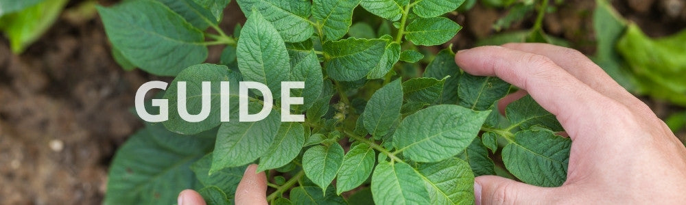 Guide: skal kartofler have gødning?