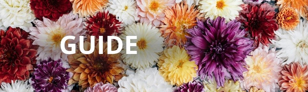 Køb dahlia knolde - guide til valg af dahlia