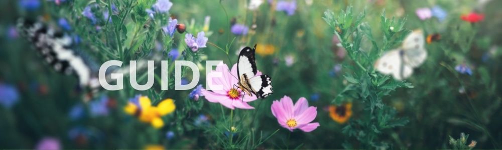 Blomsterfrø til bier og sommerfugle - guide