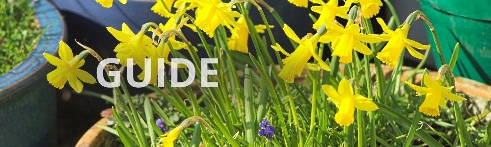 GUIDE: forårsblomster til krukker