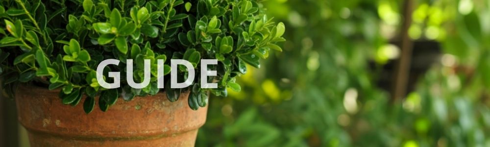 Gødning til planter i krukker