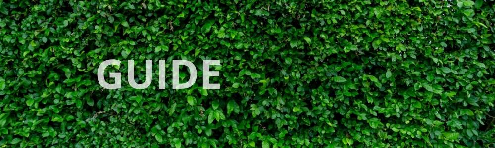 Hvordan får man en tæt hæk? trin-for-trin guide