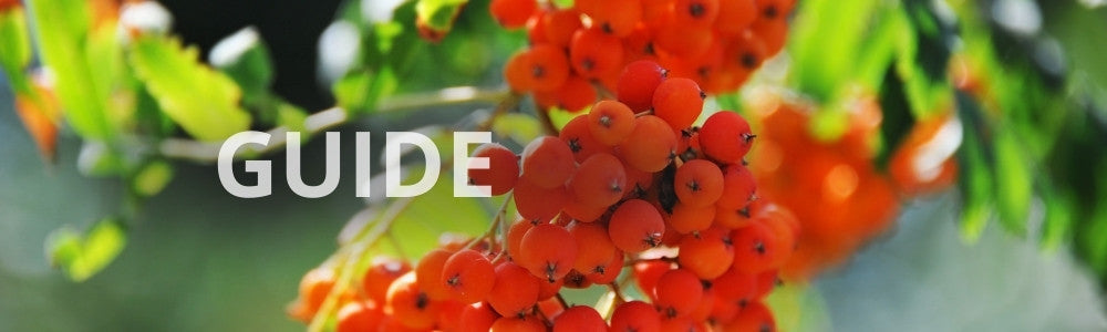 Guide: Hvordan planter man et stort træ?