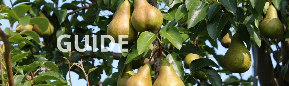 Hvornår skal man gøde frugttræer? guide